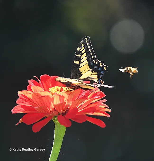 Anise Swallowtail: "What great nectar!" Bee: "I want some, too!" (Photo by Kathy Keatley Garvey)