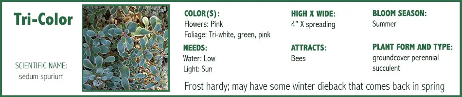 Tri-Color