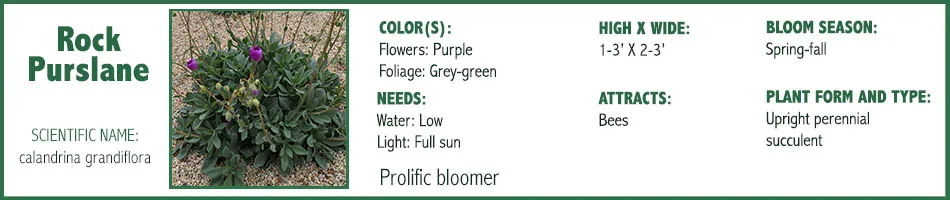 Rock Purslane