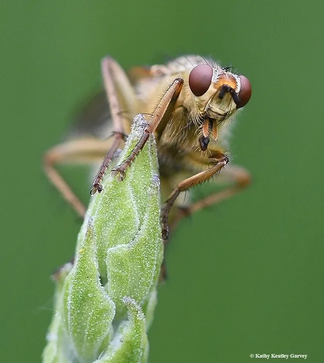This image of a golden dung fly, Scathophaga stercoraria, won the ESA medal in the 2022 Insect Salon competition. (Photo by Kathy Keatley Garvey)