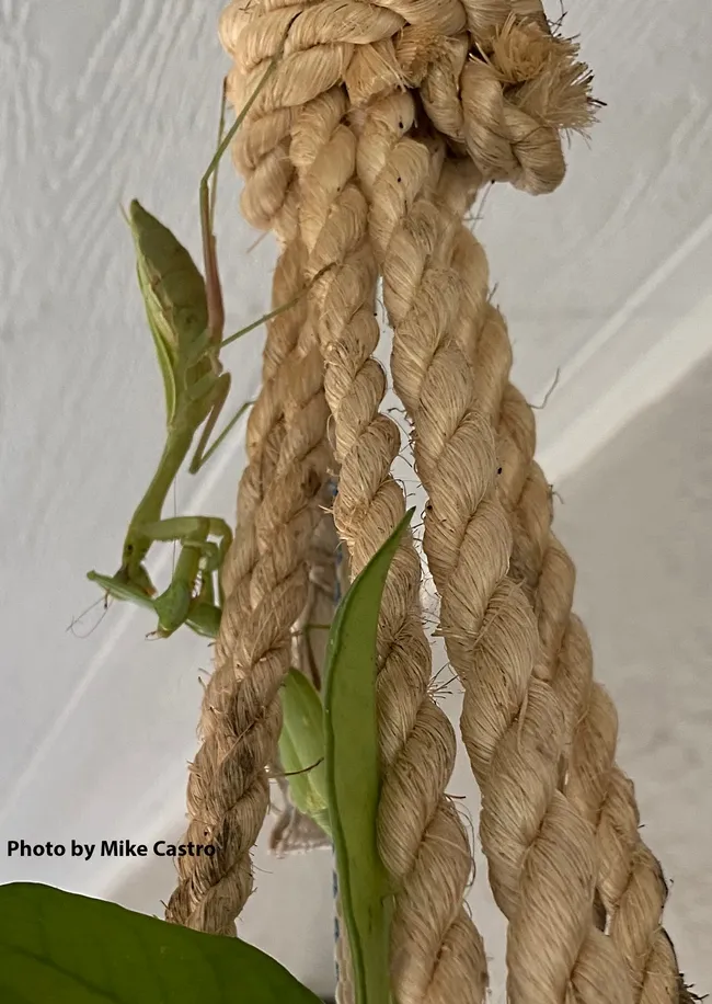 One praying mantis dominates her competitor. (Cell phone image by Mike Castro)