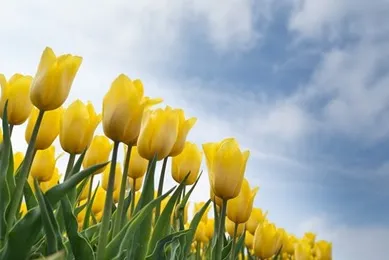 free image from PIXABAY.com (tulips)