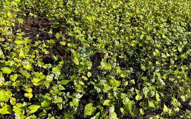 122023_Soil 2