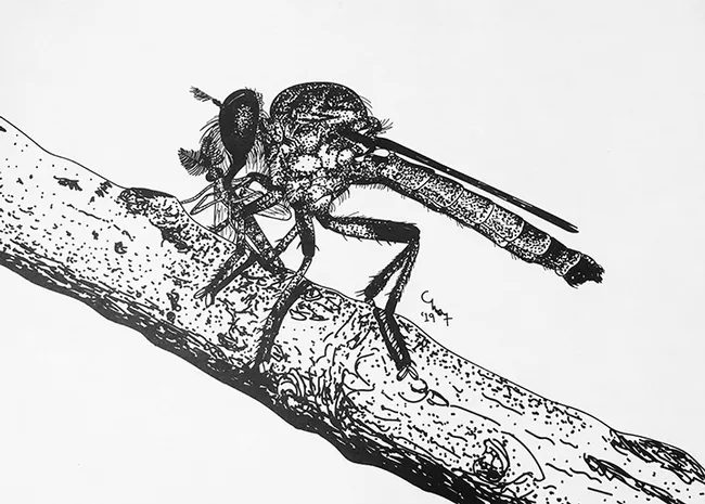 An assassin fly sketched by UC Davis doctoral alumna Charlotte Herbert Alberts, who is both an entomologist and an artist. (Copyrighted image by Charlotte Alberts, used with permission)