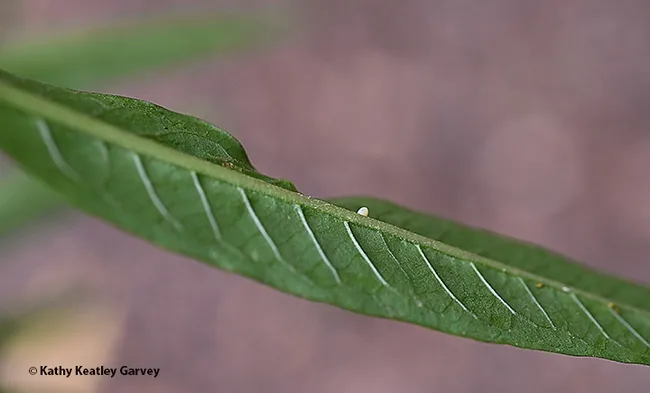 A tiny monarch egg. Image taken on Nov. 14, 2023 in a Vacaville garden. (Photo by Kathy Keatley Garvey)