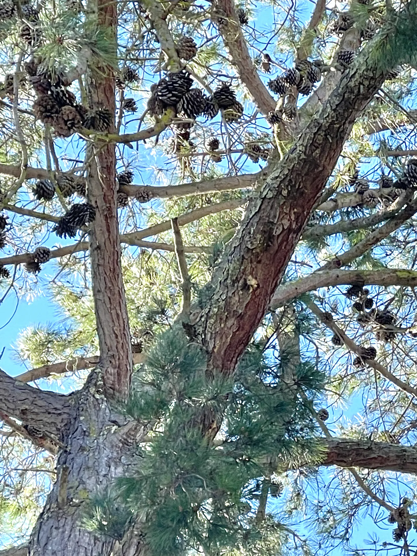 Identifying crevices on underside of failing pine branches1