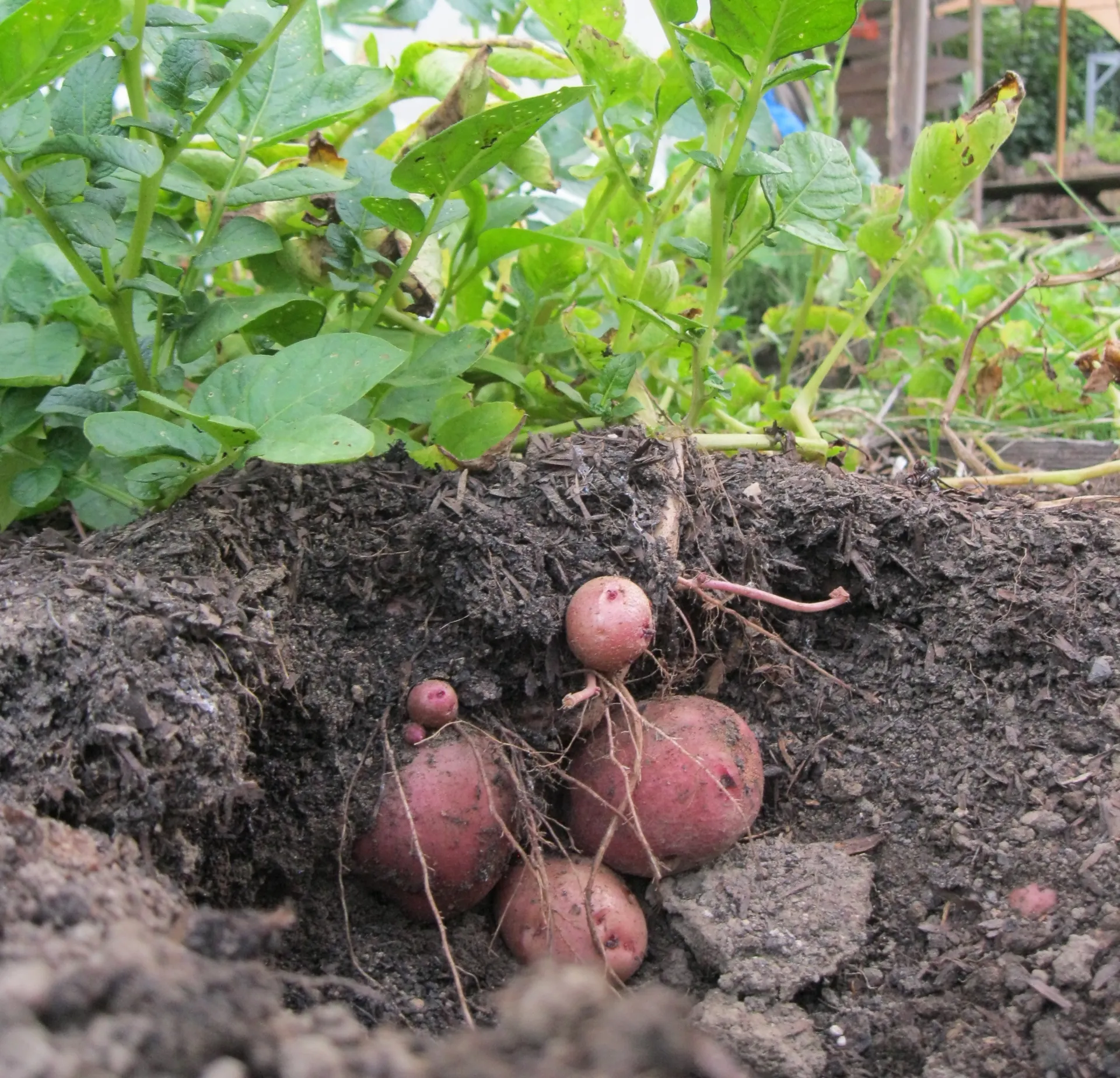 Potato_growing_Permaboy_CCBU-SA4_0