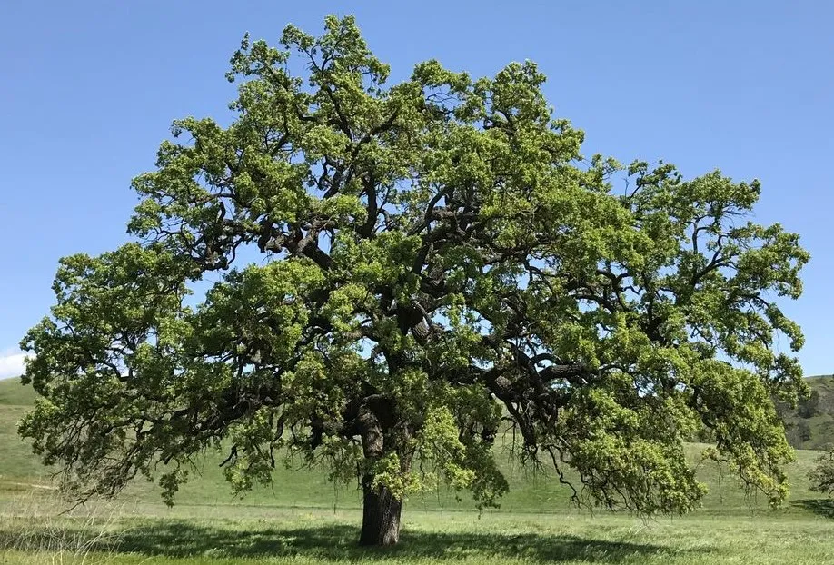 Valley Oaks can become Massive - Courtesy UCANR