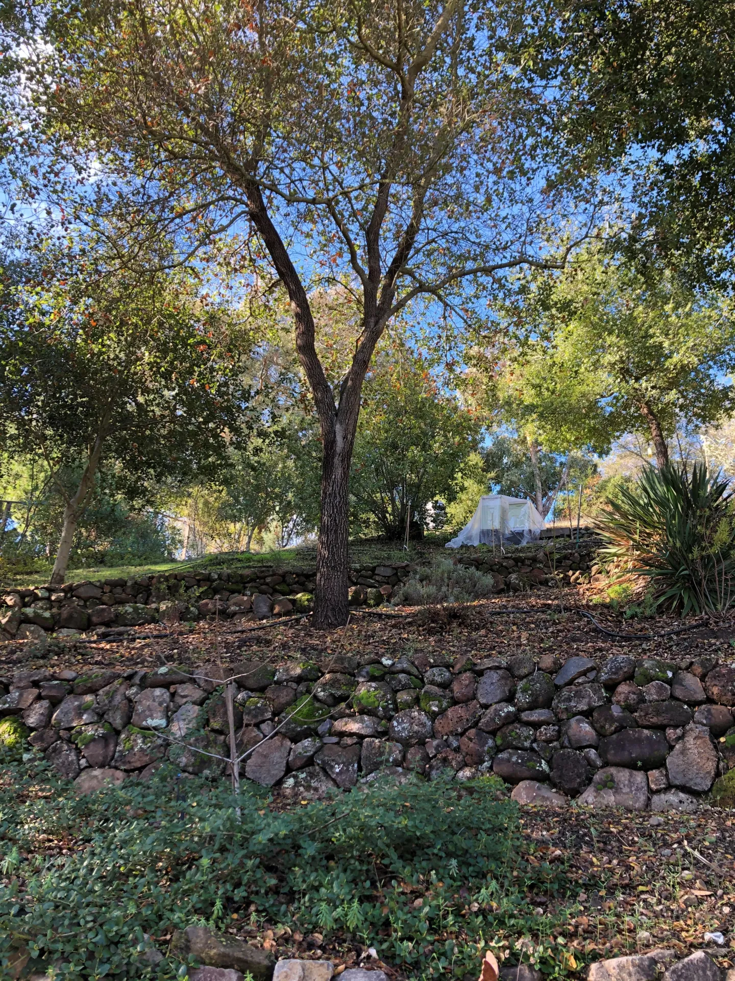 Oak Hillside with Plantings - Courtesy Karen Magio
