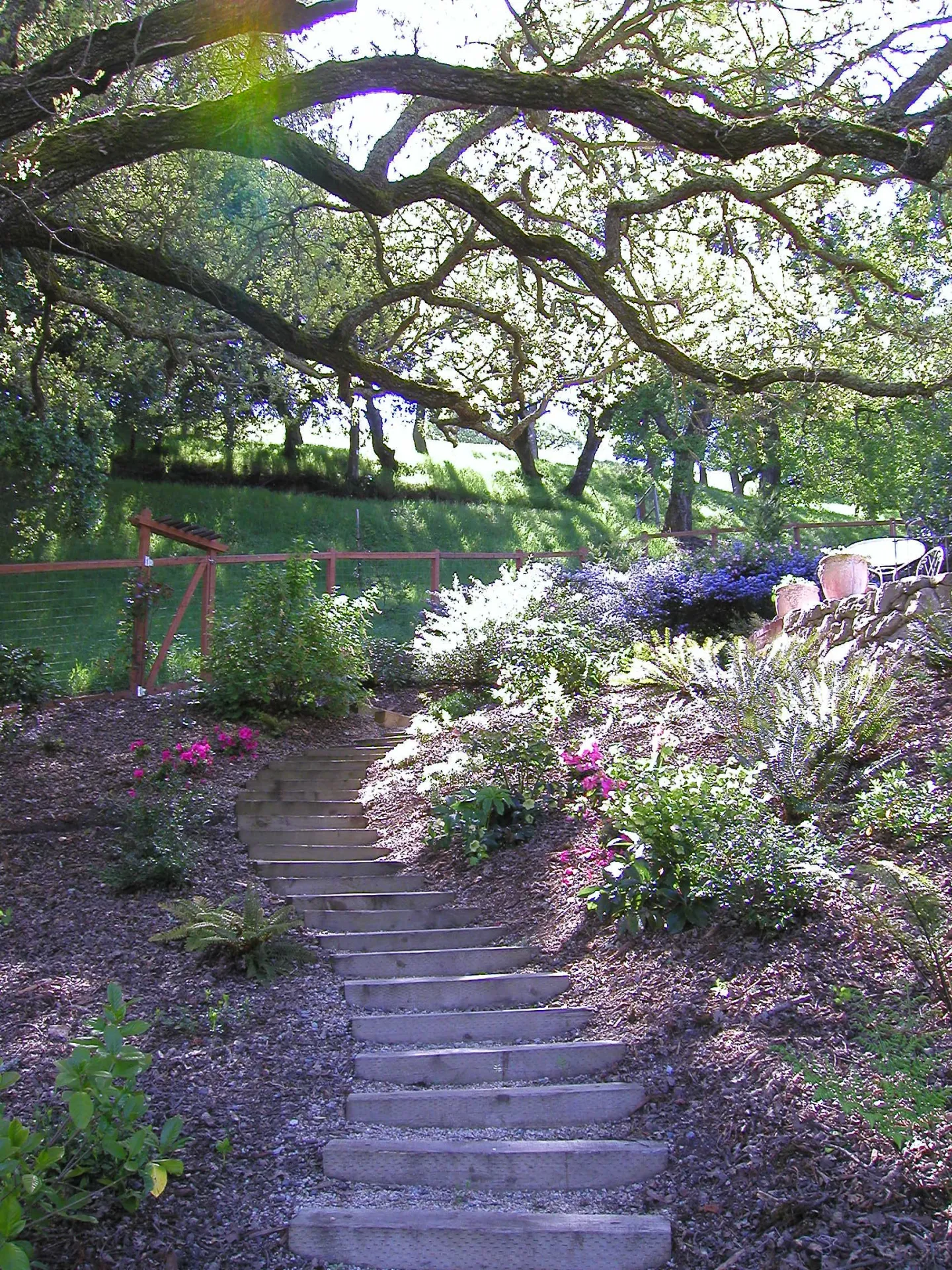 Space plantings to avoid Nutrient Competition - Courtesy Author
