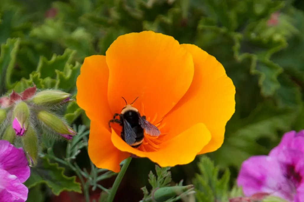 1-Poppy and bumblebee (c) Robin Mitchell (1) (1)