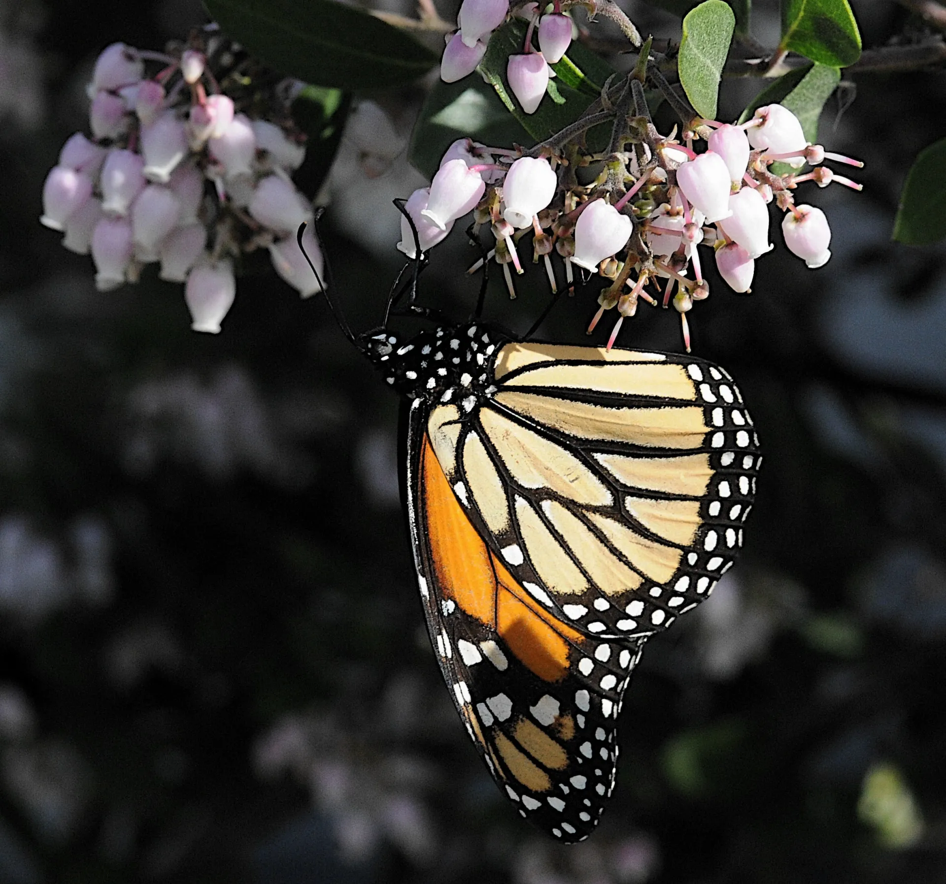 6-Monarch butterfly on a blooming manzanita in El Cerrito in early January. Photo by TJ Gehling (CC BY-NC-ND 2.0) (2)