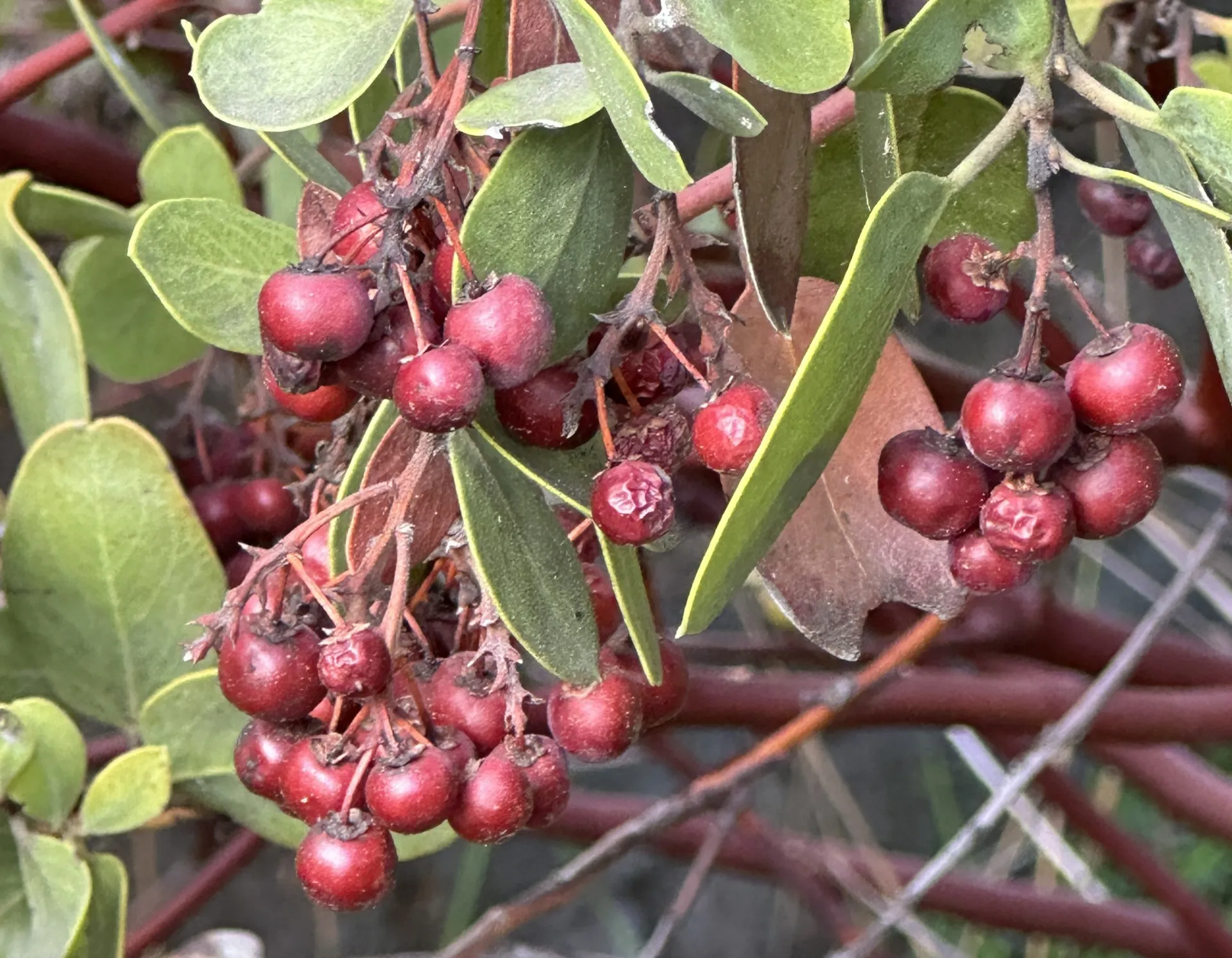 Manzanita With Fruit