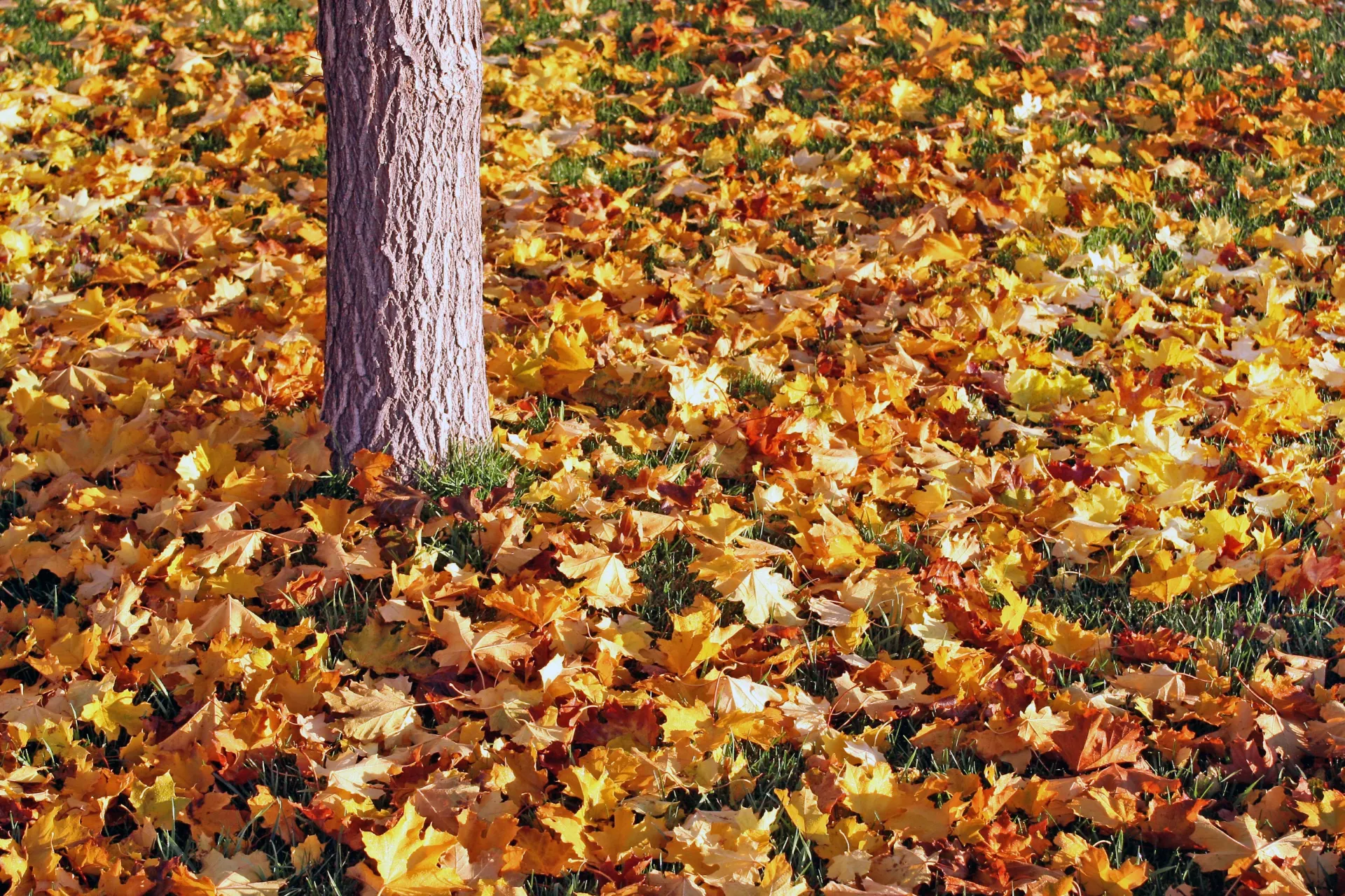Nature’s “no-till” way relies on leaving the soil alone and nourishing it by the continual addition of new layers of dying and dead plant matter. Cre