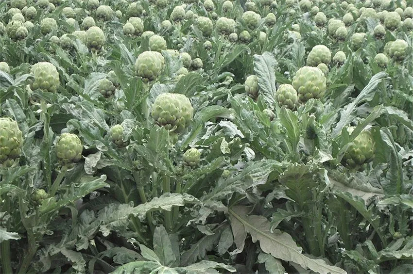 Artichoke 1