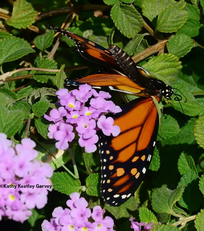 The predator clutches the monarch with its spiked forelegs. (Photo by Kathy Keatley Garvey)