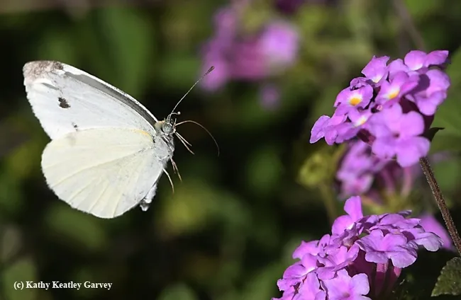 A cabbage white butterfly in flight, heading toward lantana in a Vacaville garden. (Photo by Kathy Keatley Garvey)