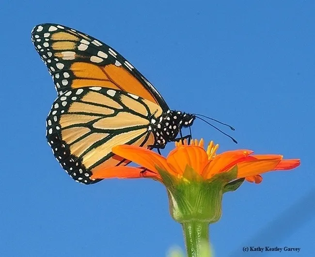 A monarch butterfly, Danaus plexippus, nectaring on Mexican sunflower, Tithonia rotundifola. (Photo by Kathy Keatley Garvey)