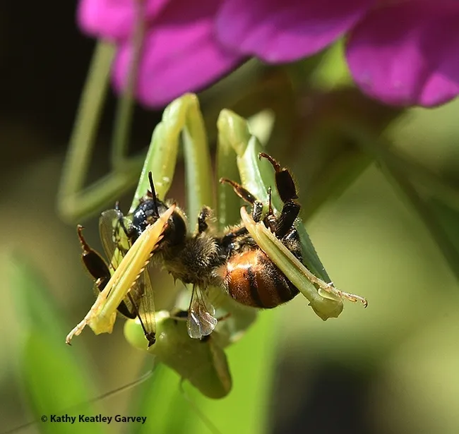 A praying mantis, Stagmomantis limbata, eating a honey bee, Apis mellifera. Everything alive must eat to stay alive. (Photo by Kathy Keatley Garvey)
