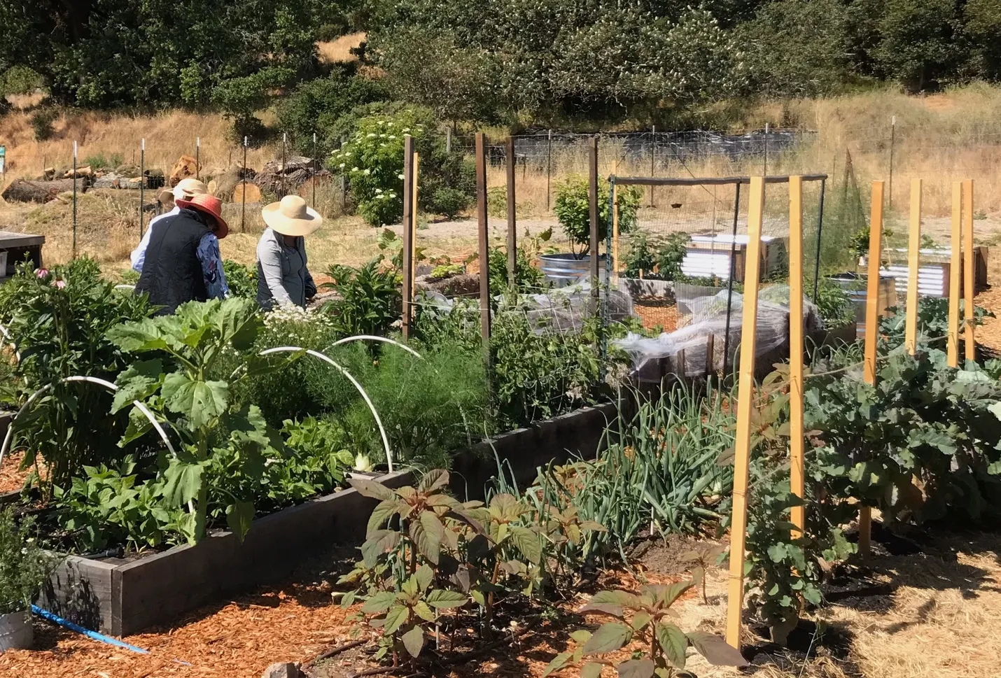 yeararoundgardening