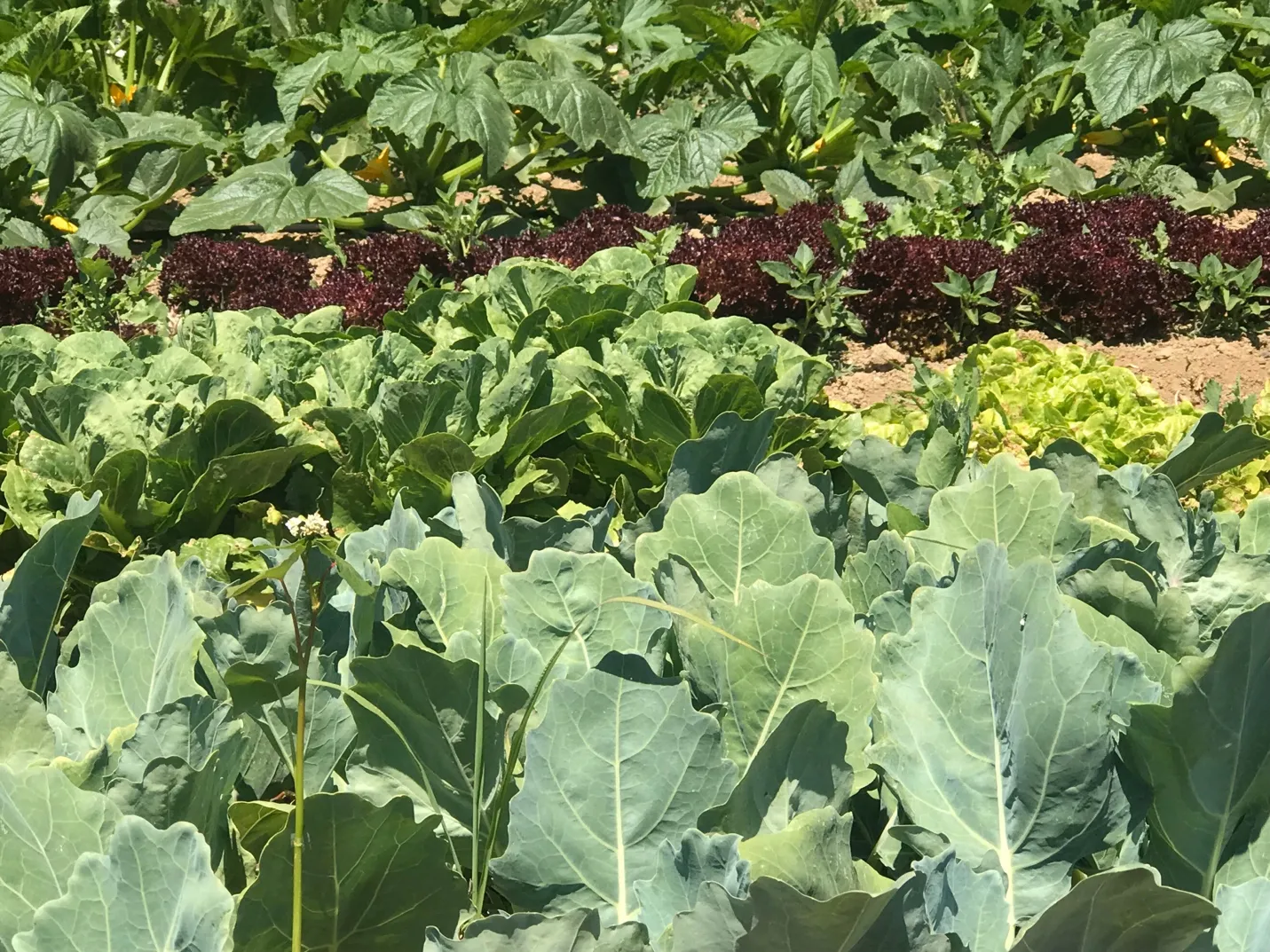 leafygreens
