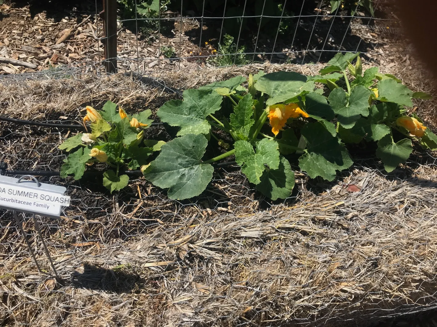 strawbales
