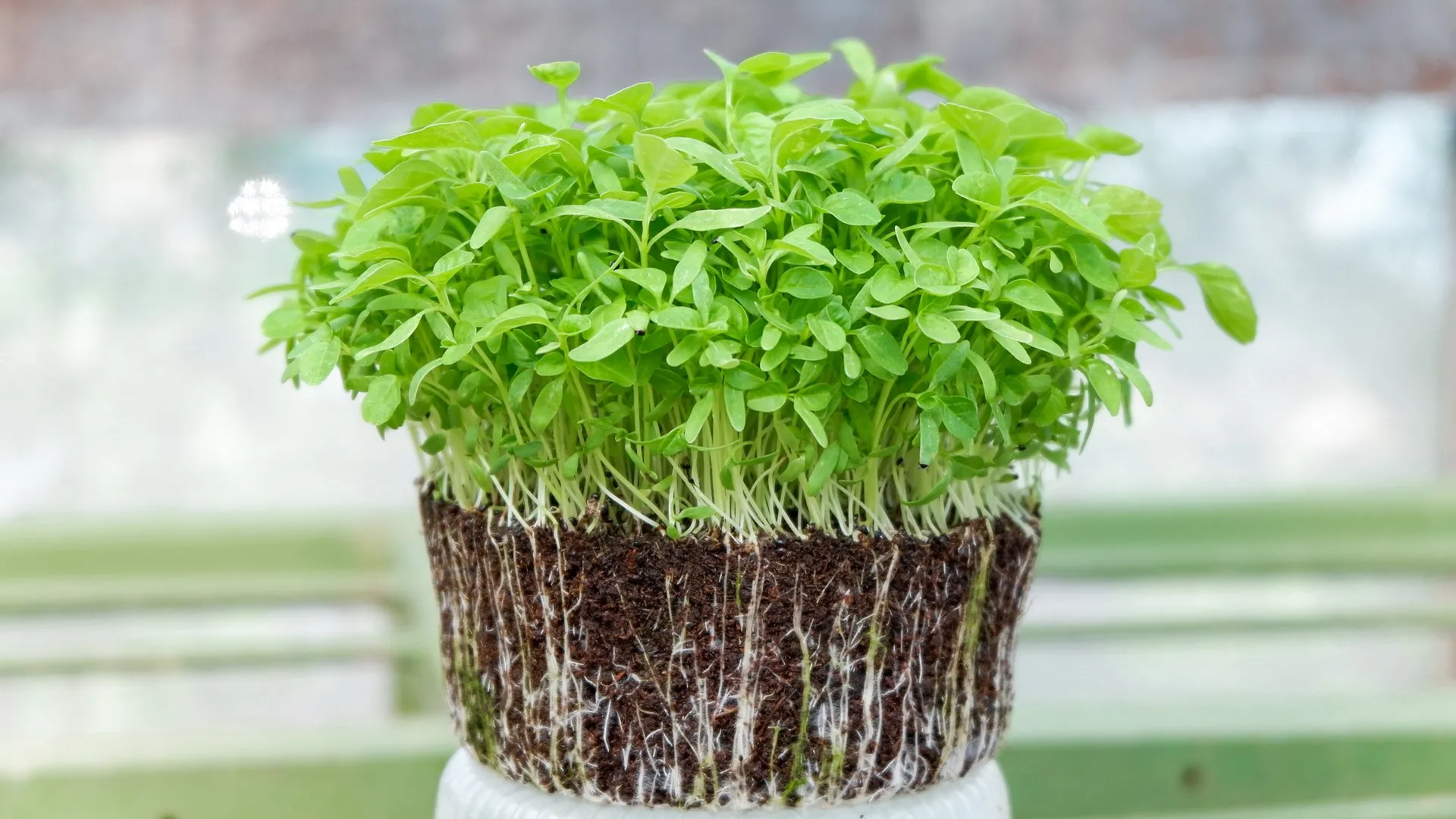microgreens1920
