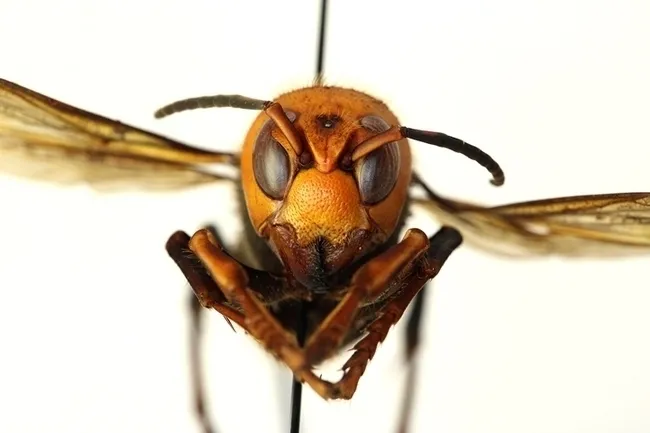 A northern giant hornet, Vespa mandarinia, which the news media dubbed "Murder Hornet." (Photo courtesy of the Washington State Department of Agriculture)