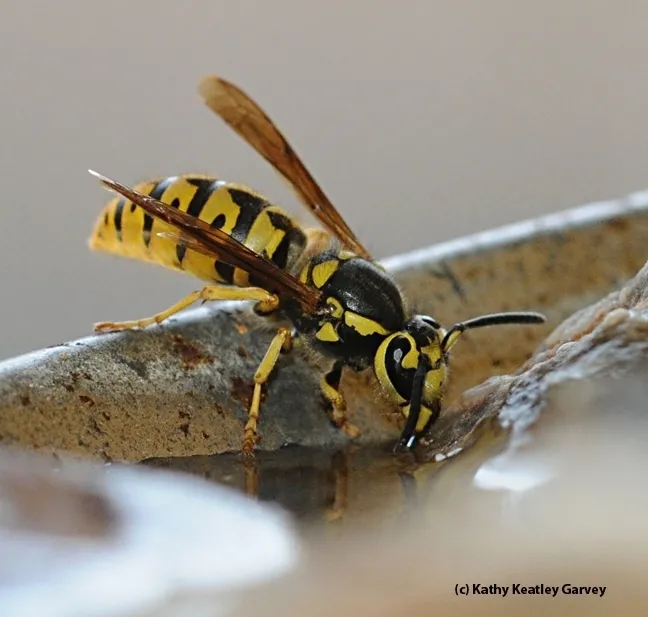 The antennae of the Western yellowjacket, Vespula pensylvanica, are black. (Photo by Kathy Keatley Garvey)