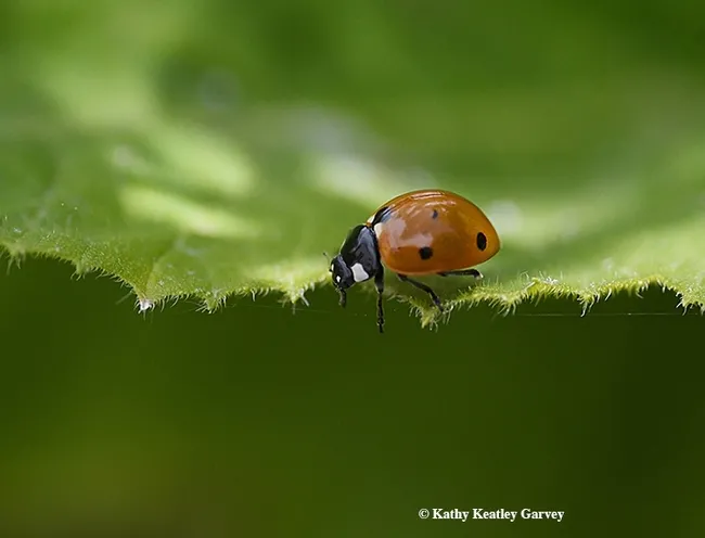 Is there an aphid out there for me, or another football game to win? (Photo by Kathy Keatley Garvey)