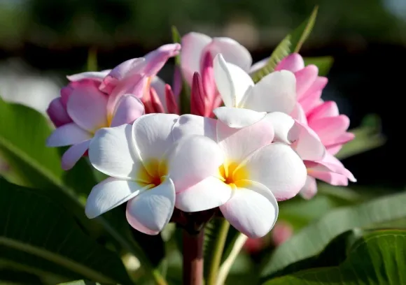 plumaria