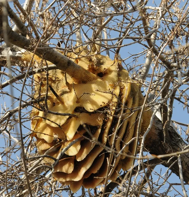A feral honey bee colony (now gone) in Vacaville, Calif. (Photo by Kathy Keatley Garvey)