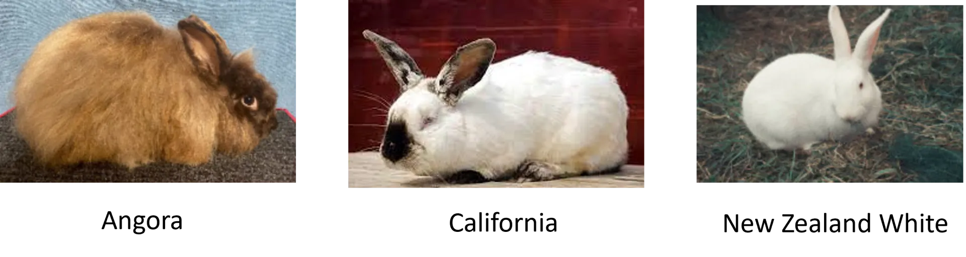 rabbit breeds
