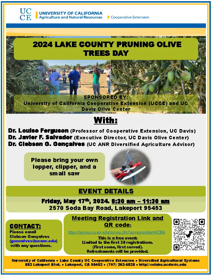 Olive Pruning Day