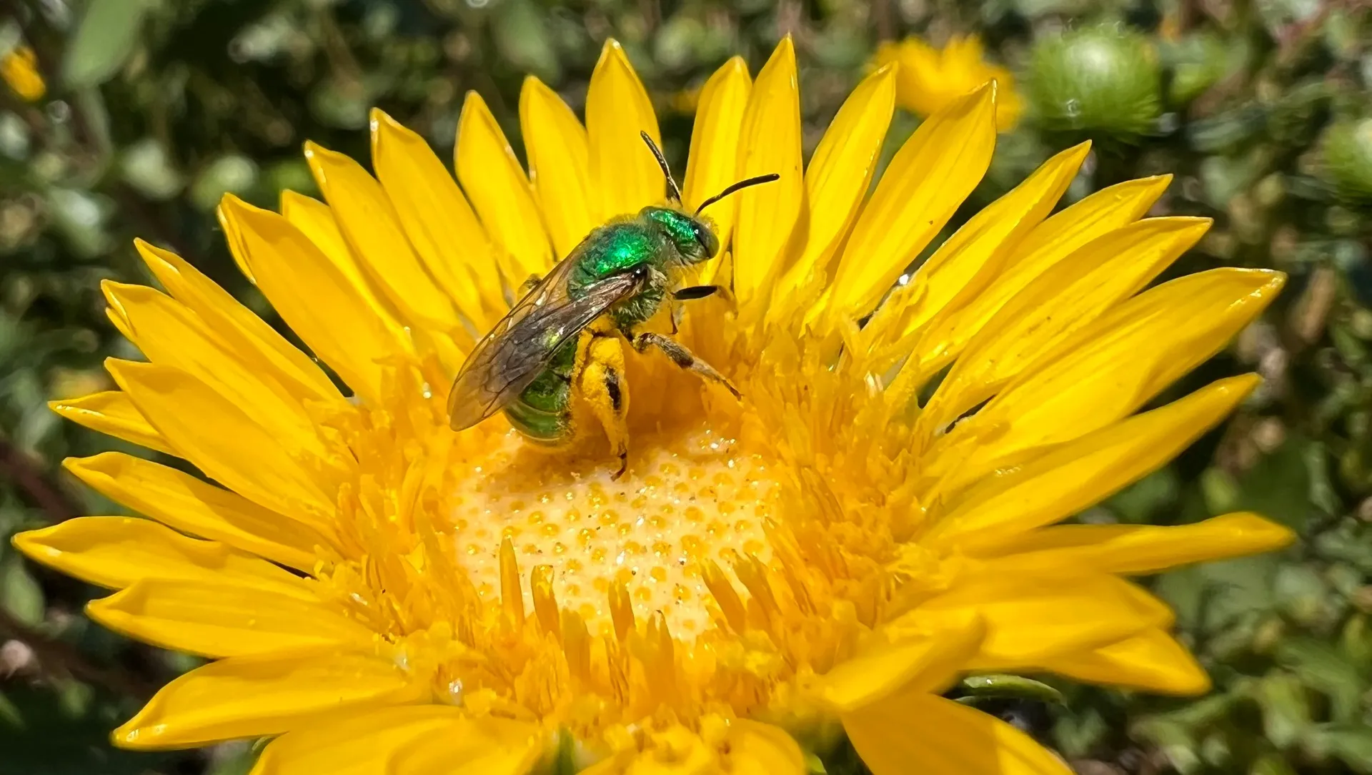 buzzing_gardens1920