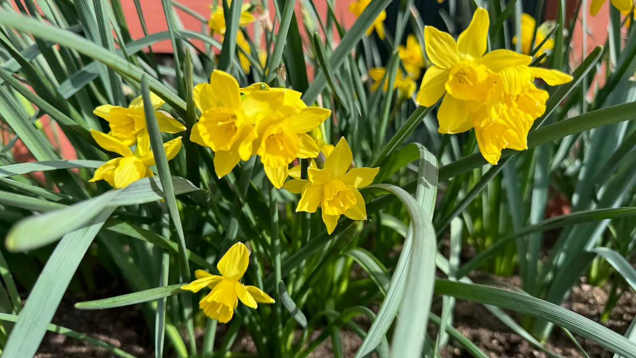 Spring-Happy-Daffodils-Cr.MSaarni