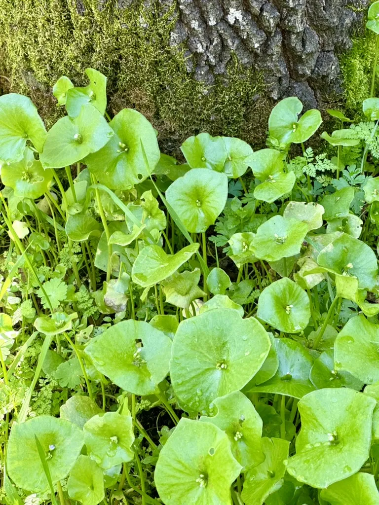 MinersLettuce