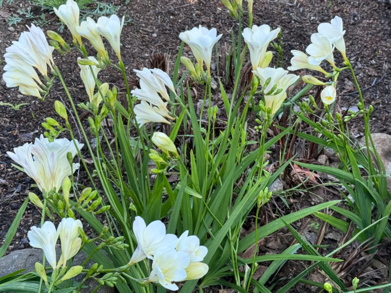 Fragrant-Freesias