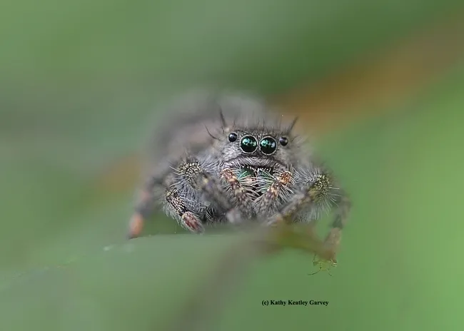 A jumping spider eyes the photographer. (Photo by Kathy Keatley Garvey)