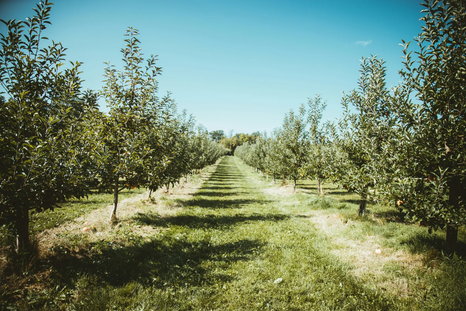 Orchard Picture