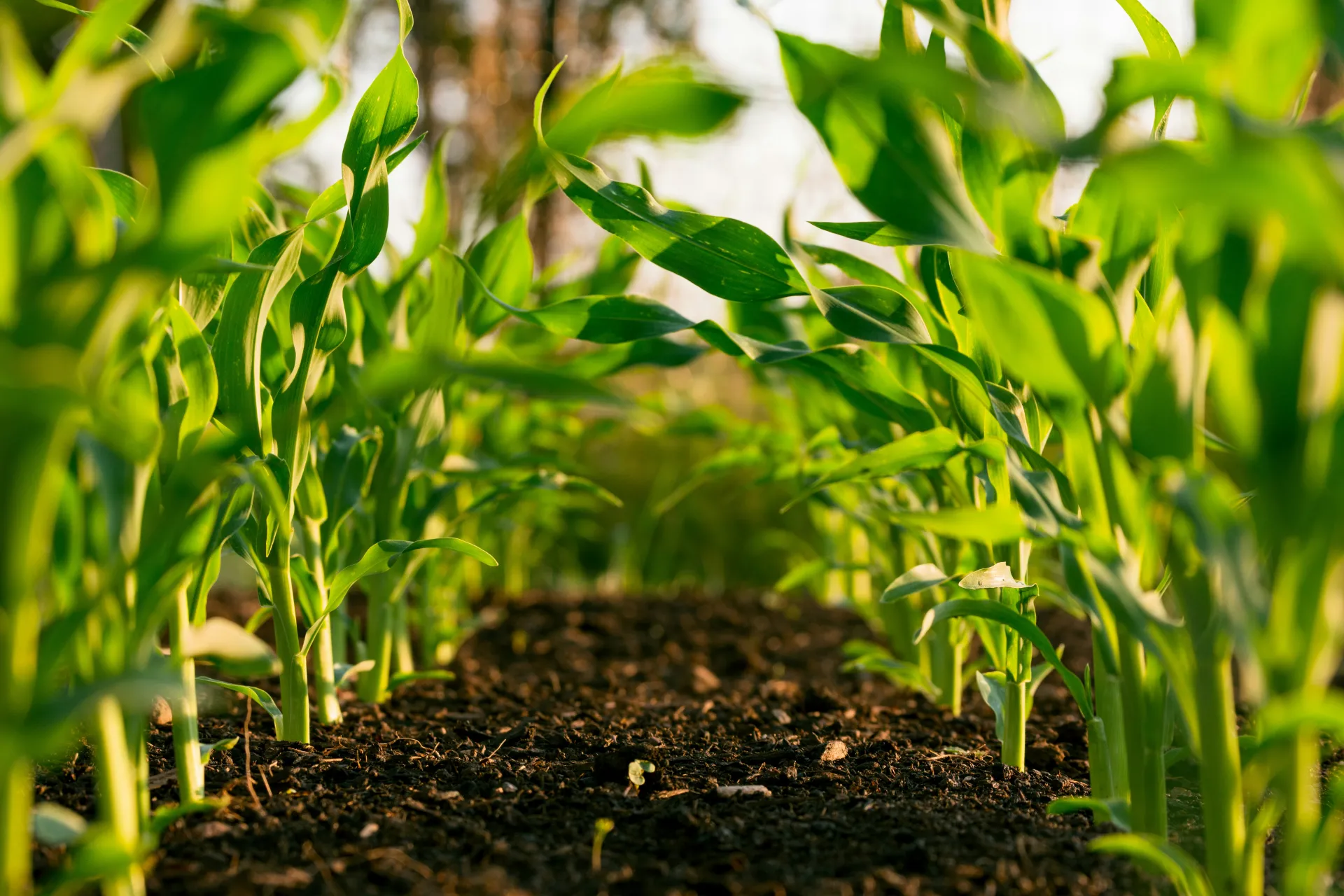 Soil and Crop Photo
