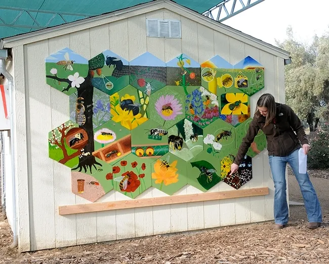 In 2011, then UC Davis doctoral student Sarah Dalrymple (pictured) coordinated the native bee mural at the UC Davis Bee Haven. The project was part of an entomology class taught by UC Davis distinguished professor Diane Ullman, artist and entomologist. (Photo by Kathy Keatley Garvey)