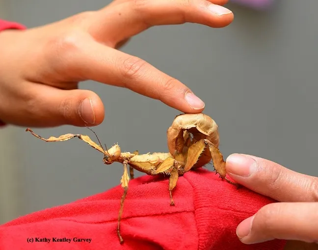 Stick insects, aka walking sticks, will be part of the Bohart Museum of Entomology's petting zoo in a pop-up tent at Briggs Hall during the UC Davis Picnic Day. The Bohart Museum headquarters in the Academic Surge Building will be closed on Picnic Day. The pop-up tent will showcase butterflies, bees and other specimens. (Photo by Kathy Keatley Garvey)