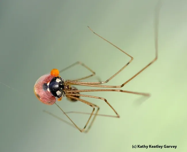 A cellar spider snares a lady beetle in a Vacaville pollinator garden. The red droplet is reflex bleeding, the beetle is emitting an alkaloid toxin to protect it from predators. (Photo by Kathy Keatley Garvey)