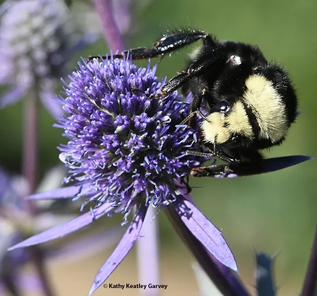 A yellow-faced bumble bee, Bombus vosnesenskii, sipping nectar from an Amethyst Sea Holly, Eryngium amethystinum, in Sonoma. (Photo by Kathy Keatley Garvey)