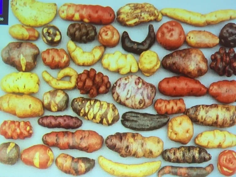 GrowingVegPeru-3