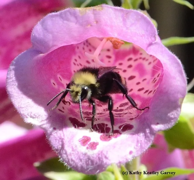 The yellow-faced bumble bee, Bombus vosnesenskii, emerging from a foxglove in Vacaville, Calif. (Photo by Kathy Keatley Garvey)