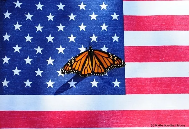 Monarchs frequently show up in the Garvey garden during Memorial Day weekend. This year was no exception, but this image wasn't taken during the 2024 Memorial Day weekend. (Photo by Kathy Keatley Garvey)