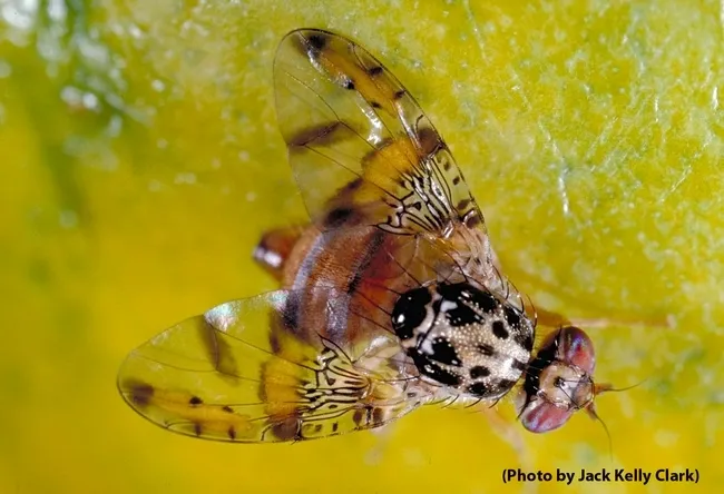 Mediterraneanfruitfly