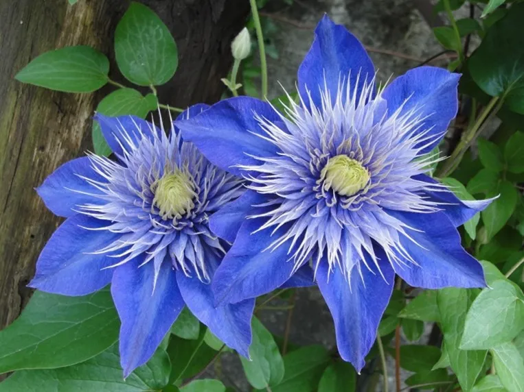 Clematis